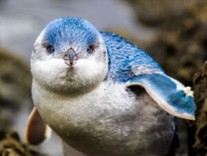A blue penguin looking towards the camera