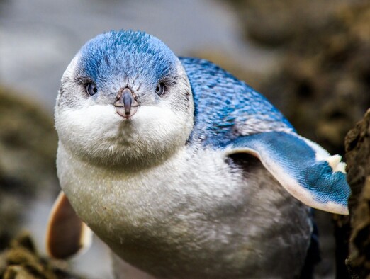 A blue penguin looking towards the camera